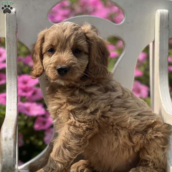 Star, Cockapoo Puppy